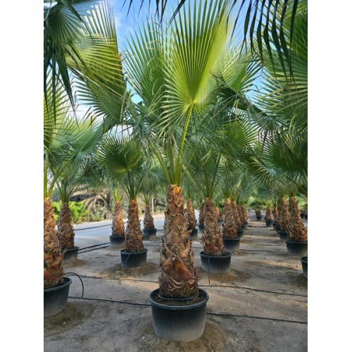 Washingtonia Filifera Tr 120/140